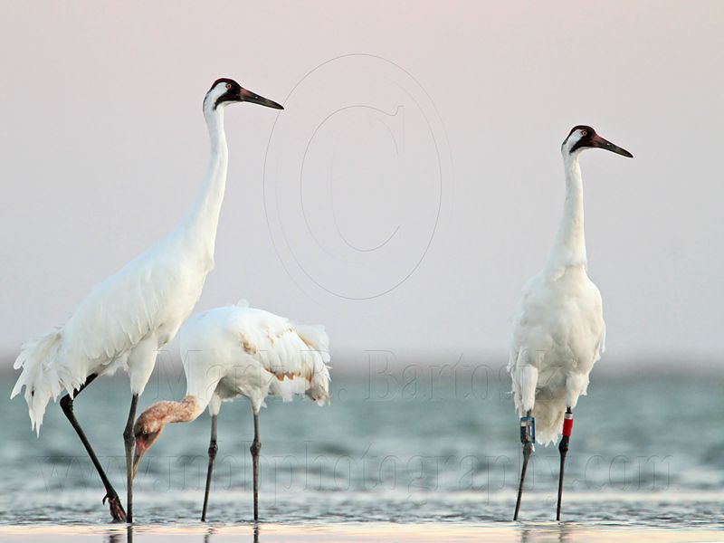 _MG_8902 Whooping Crane.jpg