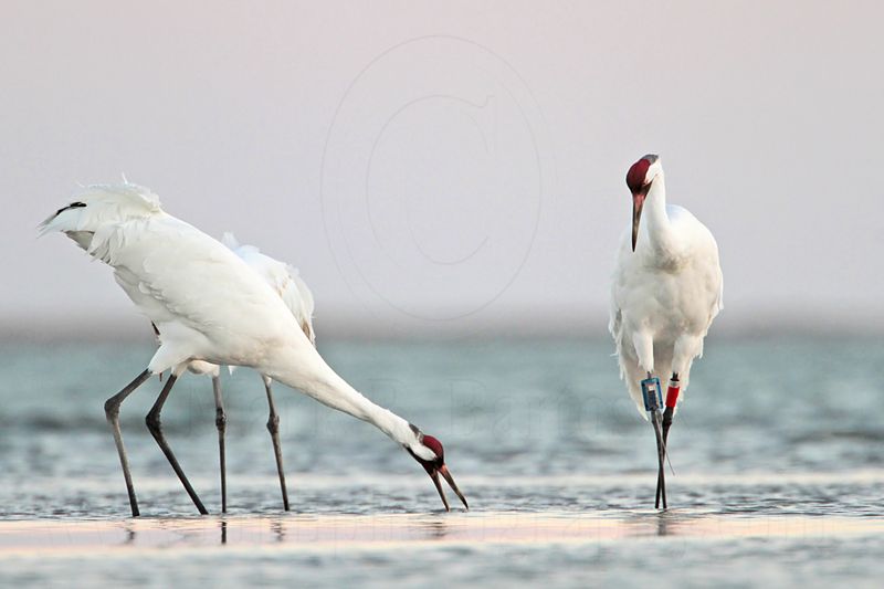 _MG_8920 Whooping Crane.jpg