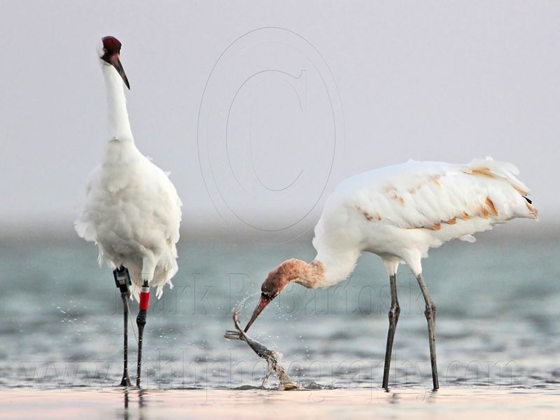 _MG_9245 Whooping Crane.jpg