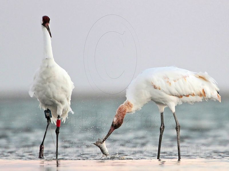 _MG_9247 Whooping Crane.jpg