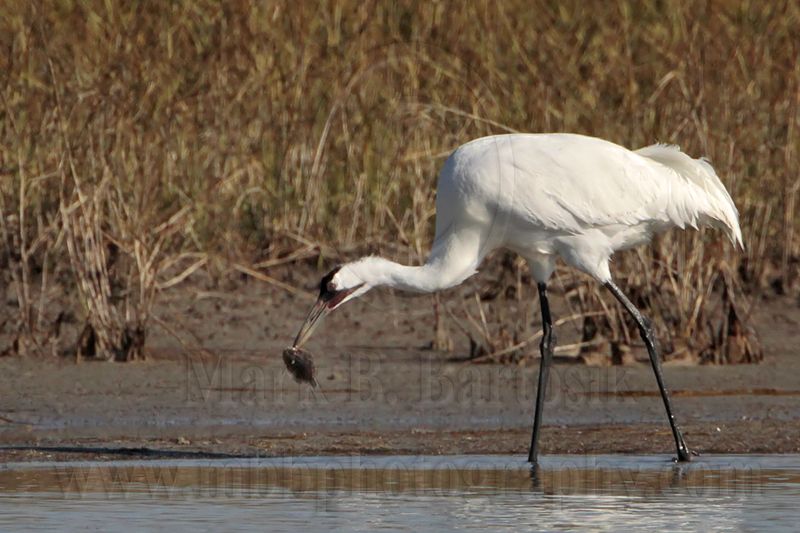 _MG_0008 Whooping Crane.jpg