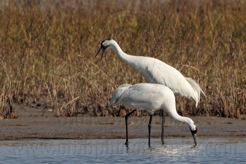 _MG_0211 Whooping Crane.jpg