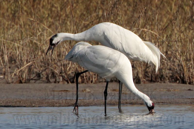 _MG_0213 Whooping Crane.jpg