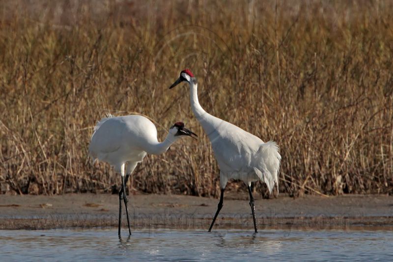 _MG_0273 Whooping Crane.jpg