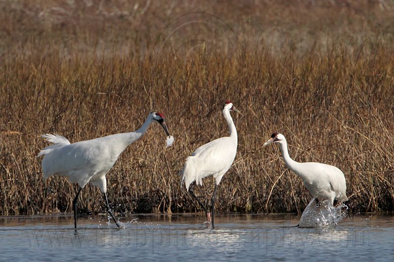 _MG_9964 Whooping Crane.jpg