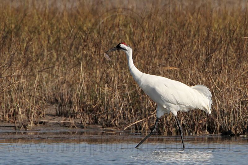 _MG_9973 Whooping Crane.jpg