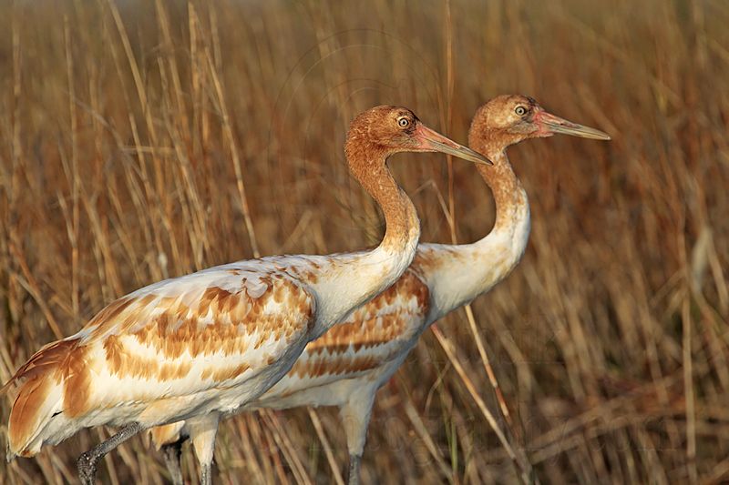_MG_1264 Whooping Crane.jpg