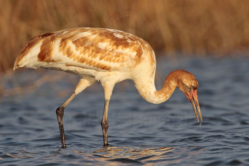 _MG_1531 Whooping Crane.jpg
