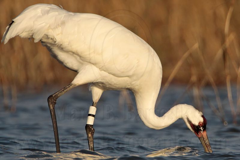 _MG_1721 Whooping Crane.jpg