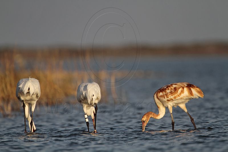 _MG_1926 Whooping Crane.jpg