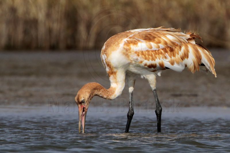 _MG_2487 Whooping Crane.jpg