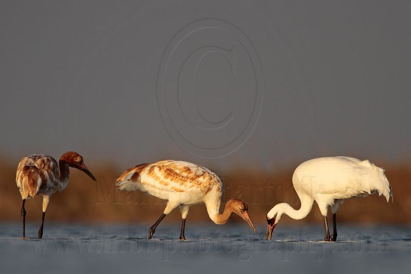 _MG_3146 Whooping Crane.jpg