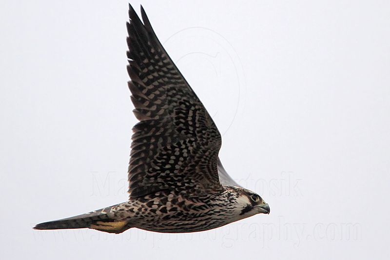 _MG_7551 Peregrine.jpg