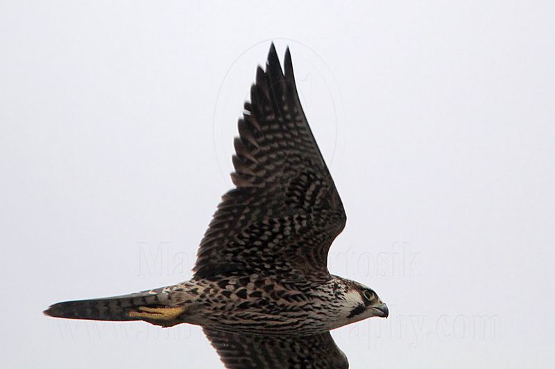 _MG_7553 Peregrine.jpg