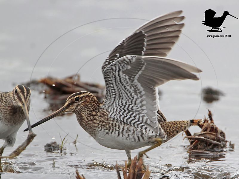 _MG_0024 Wilsons Snipe.jpg