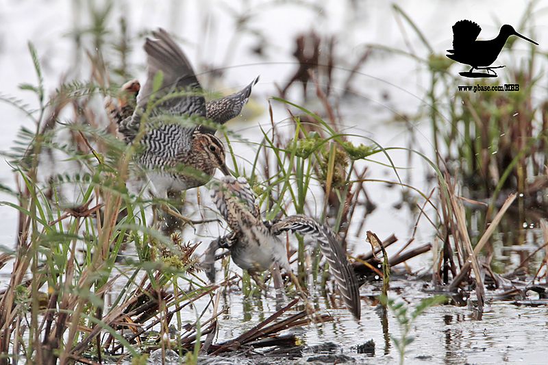 _MG_0540 Wilsons Snipe.jpg