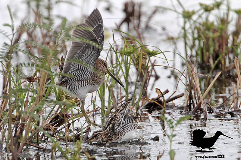 _MG_0541 Wilsons Snipe.jpg