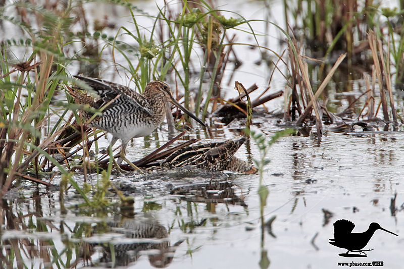 _MG_0542 Wilsons Snipe.jpg