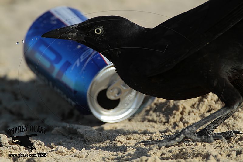 _MG_7850 Great-tailed Grackle.jpg