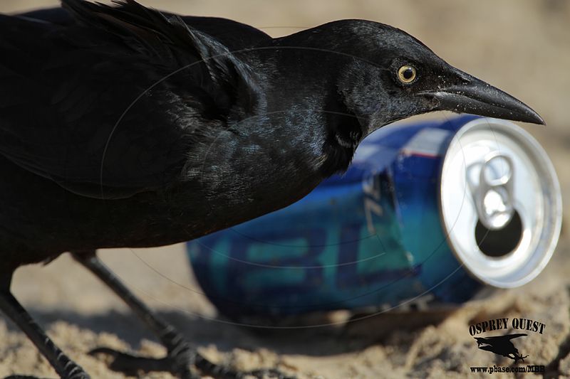 _MG_7908 Great-tailed Grackle.jpg