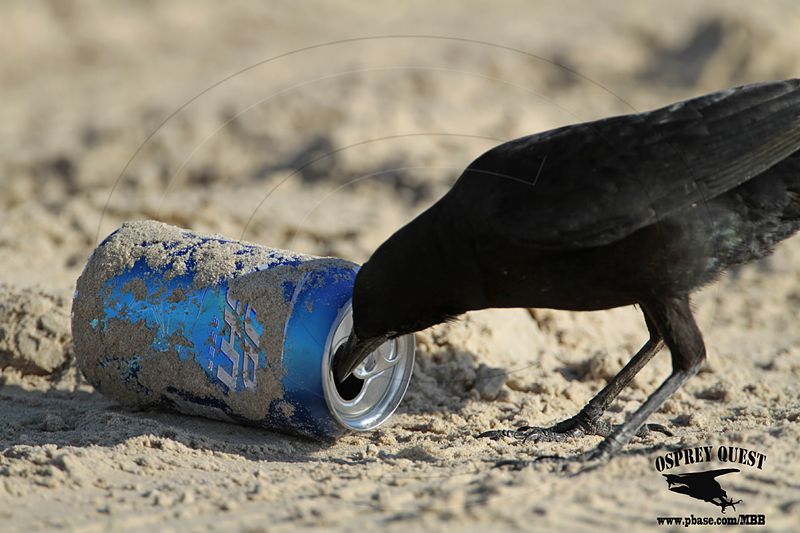 _MG_7930 Great-tailed Grackle.jpg