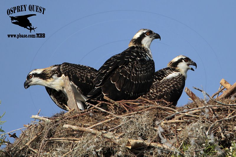 _MG_7418 Osprey.jpg