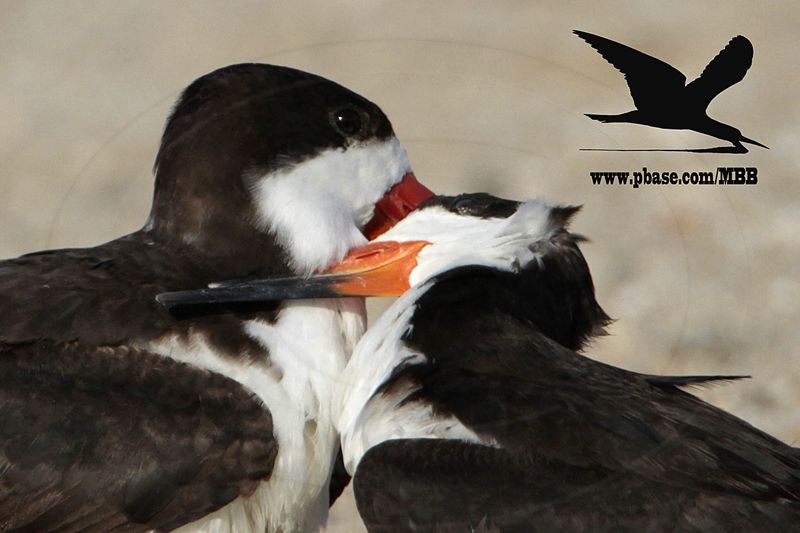 _MG_6929crop Black Skimmer.JPG