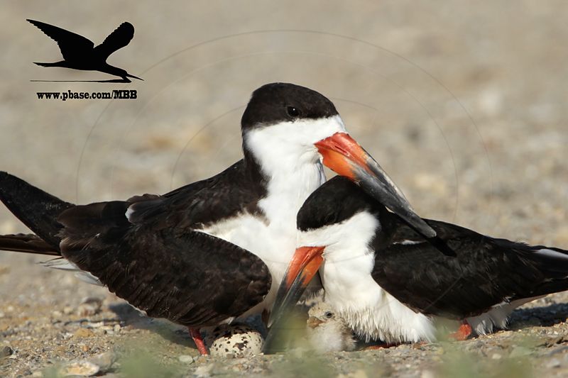 _MG_6850 Black Skimmer.JPG