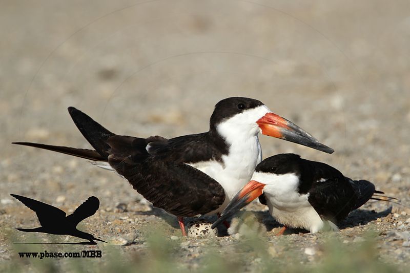 _MG_6905 Black Skimmer.JPG