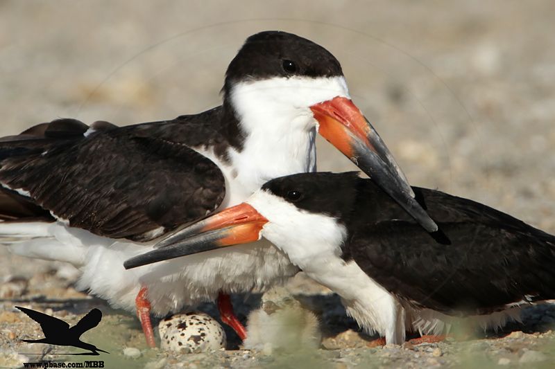 _MG_6916 Black Skimmer.JPG