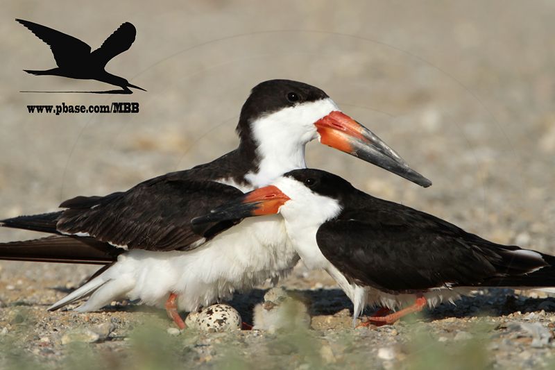_MG_6922 Black Skimmer.JPG