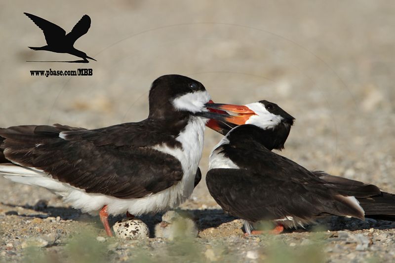 _MG_6933 Black Skimmer.JPG