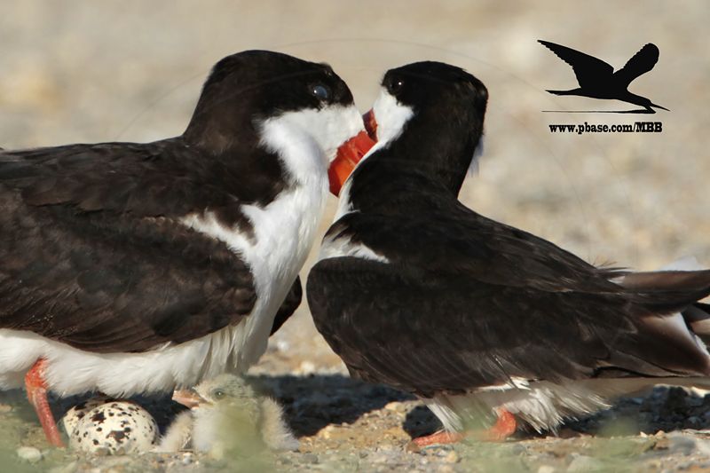 _MG_6936 Black Skimmer.JPG