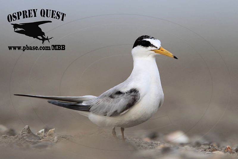 _MG_6431 Least Tern - incubating pikei.jpg