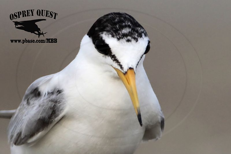 _MG_6441 Least Tern - incubating pikei.jpg