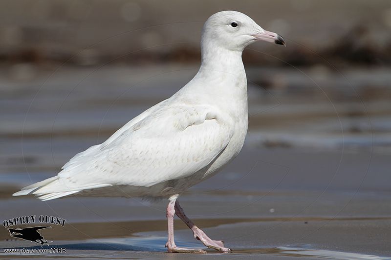 _MG_3209 Glaucous Gull.jpg