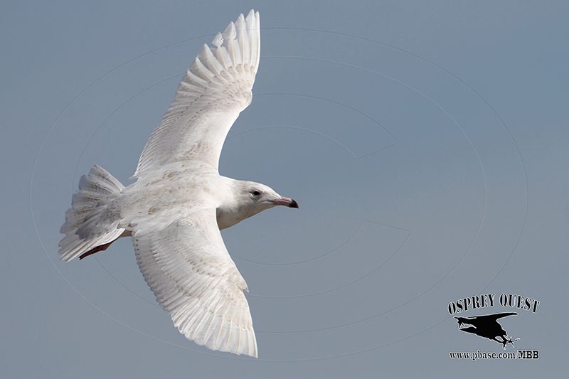 _MG_3548 Glaucous Gull.jpg