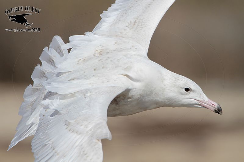 _MG_3592 Glaucous Gull.jpg