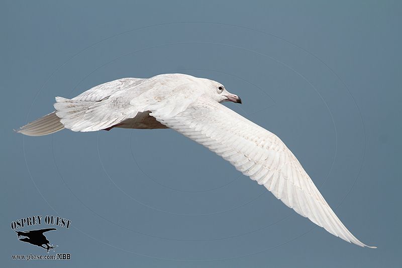 _MG_3653 Glaucous Gull.jpg