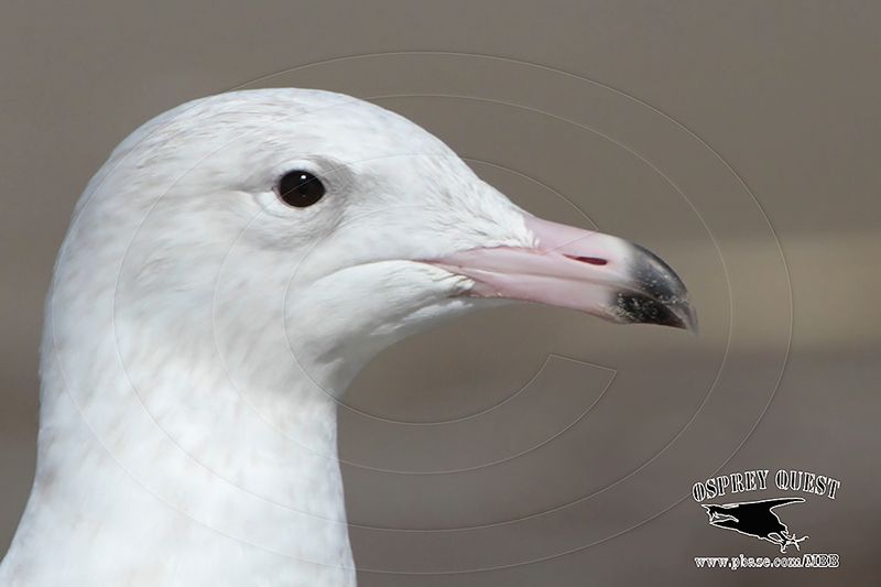_MG_3694 Glaucous Gull.jpg