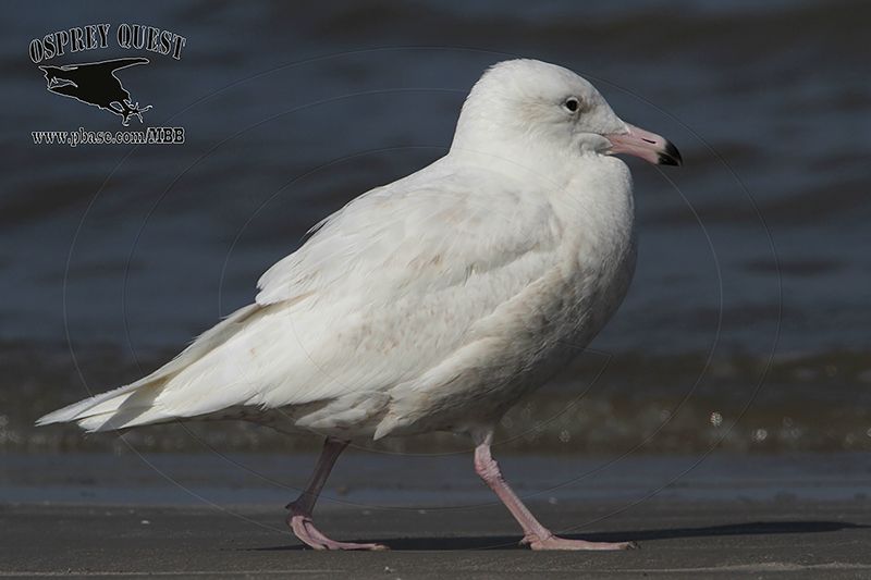 _MG_0881 Glaucous Gull.jpg