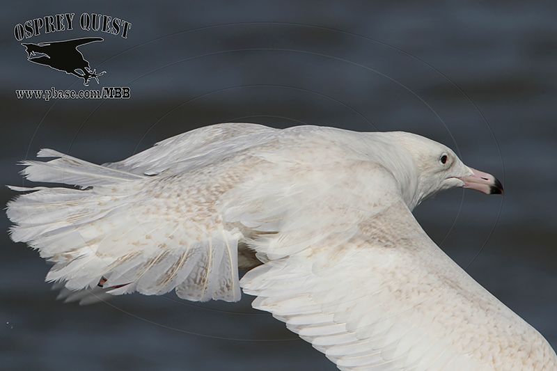 _MG_0982 Glaucous Gull.jpg