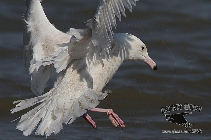 _MG_0995 Glaucous Gull.jpg