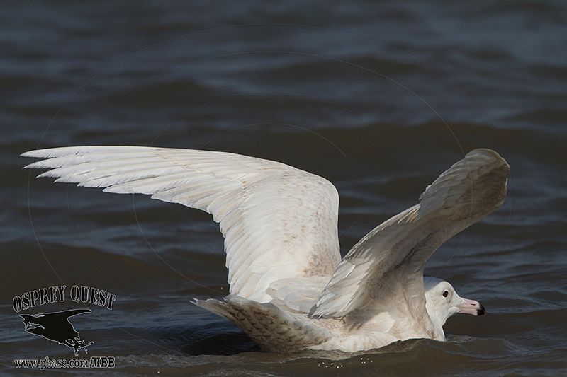 _MG_1004 Glaucous Gull.jpg