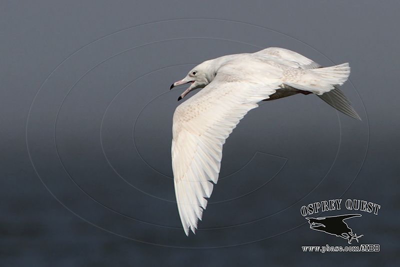 _MG_1061 Glaucous Gull.jpg