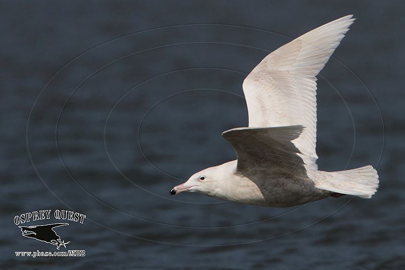 _MG_1074 Glaucous Gull.jpg