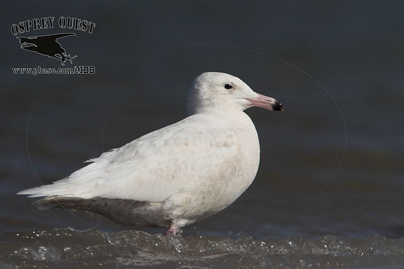 _MG_1109 Glaucous Gull.jpg