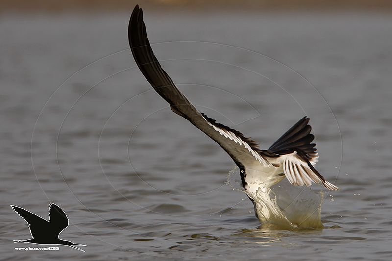 _MG_2751 Black Skimmer.jpg