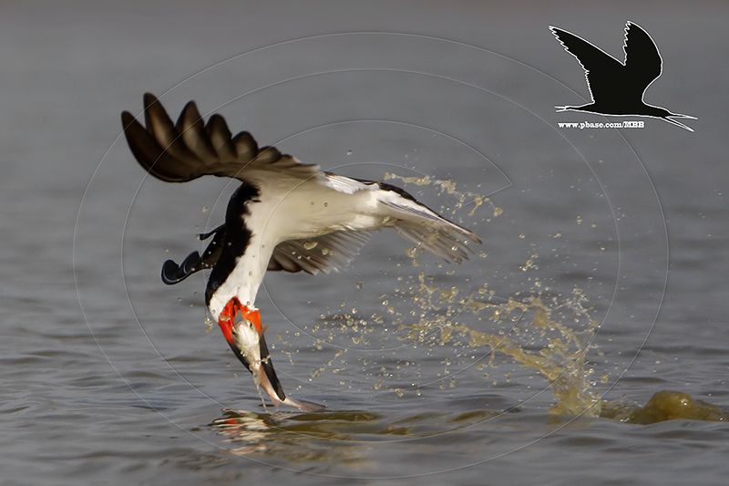 _MG_2768 Black Skimmer.jpg