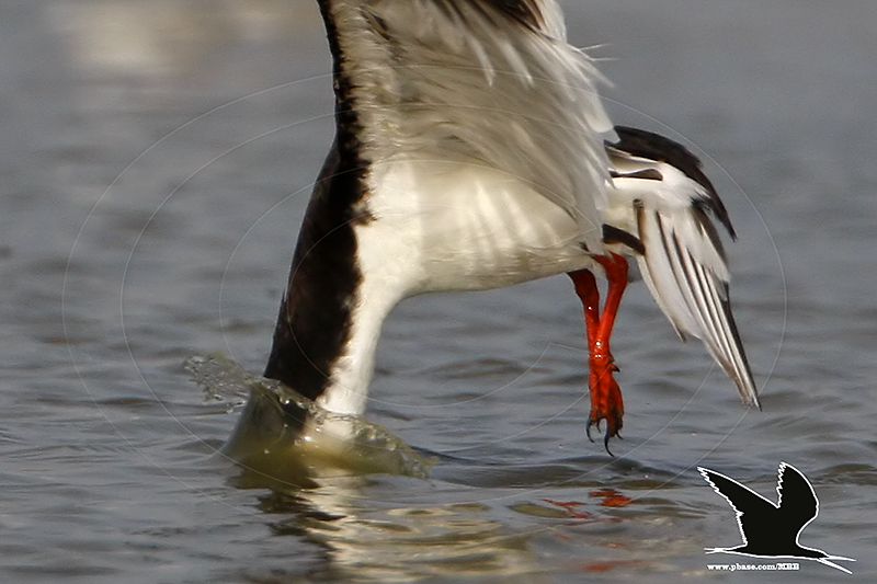 _MG_2969 Black Skimmer.jpg